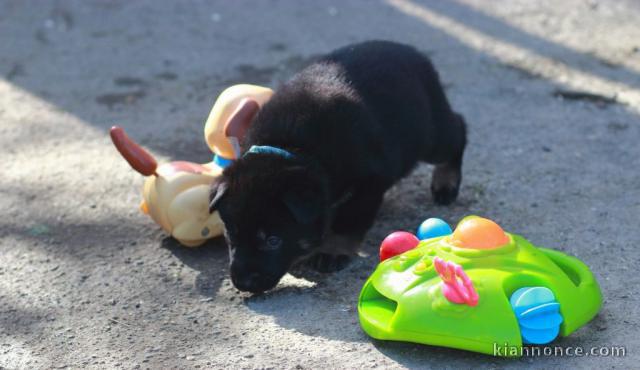 Magnifique Chiot Berger allemand