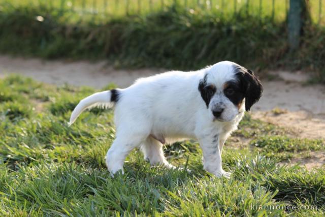 Adorable chiot Setter anglais