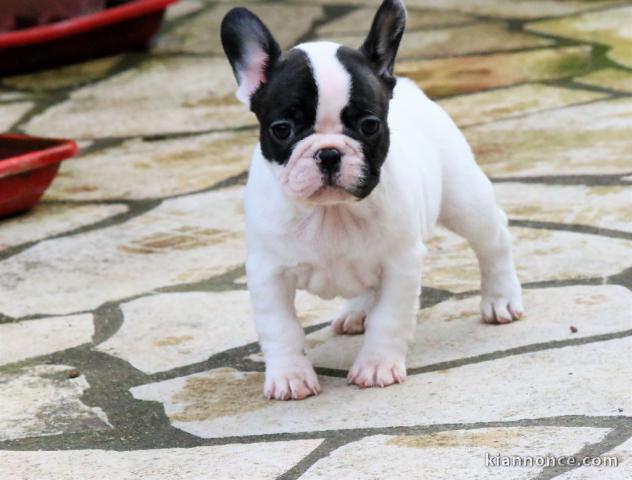 Splendide Bouledogue français femelle