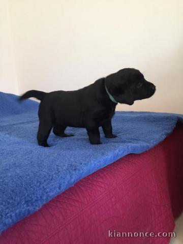 Adorable Chiot Labrador Retriever