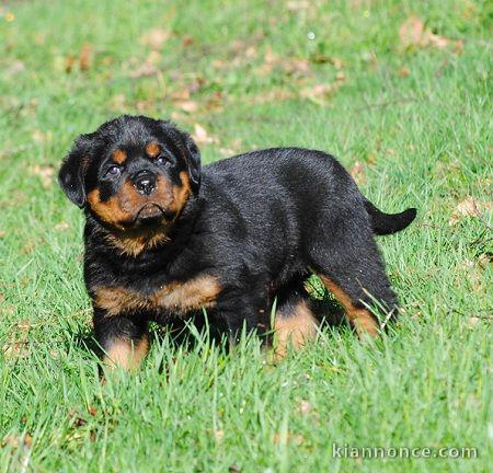 Magnifique Chiot Rottweiler mâle