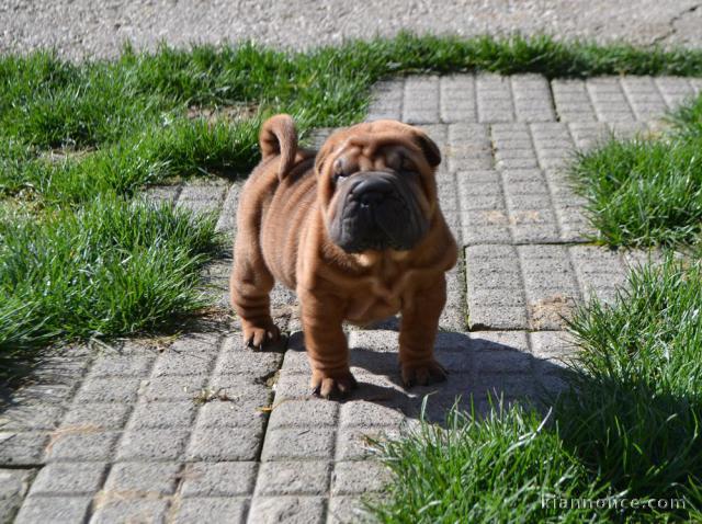 Magnifique Chiot Shar Pei