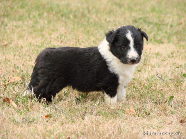 Adorable Chiot Shetland Sheepdog mâle