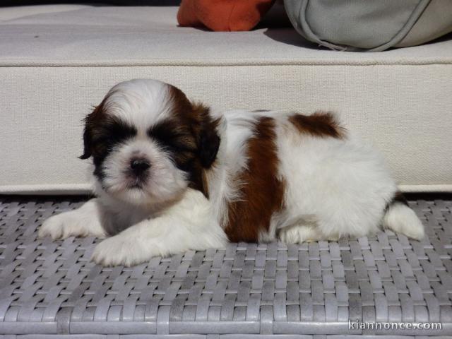 Magnifique Chiot Shih Tzu