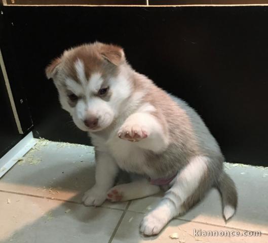 Magnifique Chiot Husky Siberien