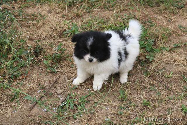 Superbe Chiot Spitz Allemand