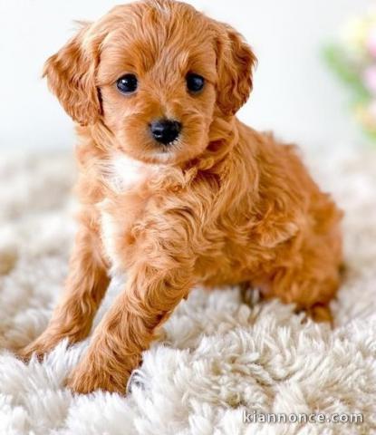 Magnifique Chiot Cavapoo Femelle