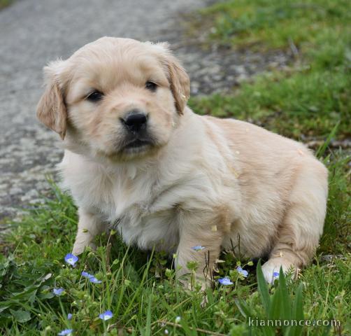 Magnifique Golden Retriever mâle