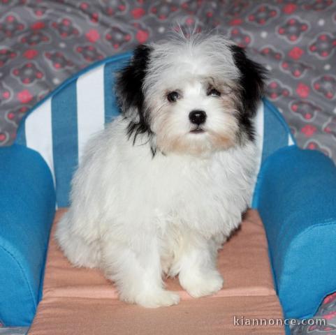 Adorable chiot Finnois de Laponie femelle