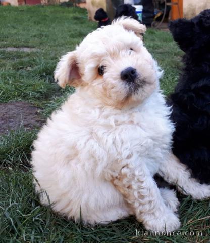 Splendide Chiot Pumi Femelle