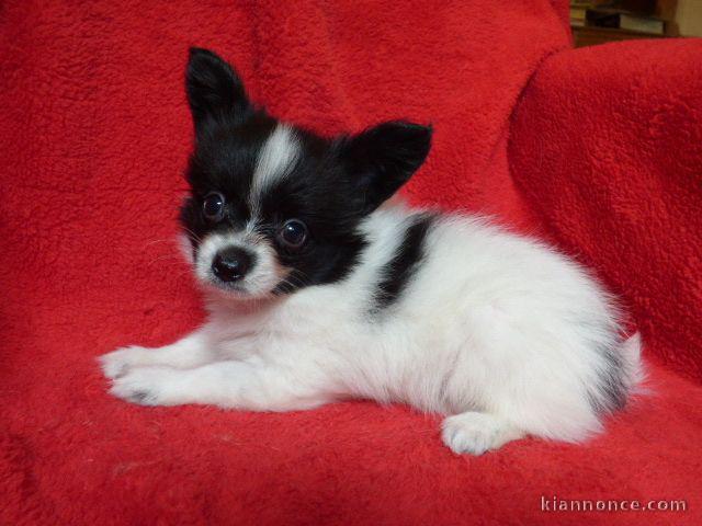 Chiot Epagneul nain Continental (Papillon) mâle