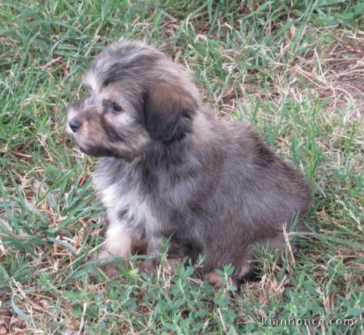 Adorable Chiot de race Petit chien lion mâle