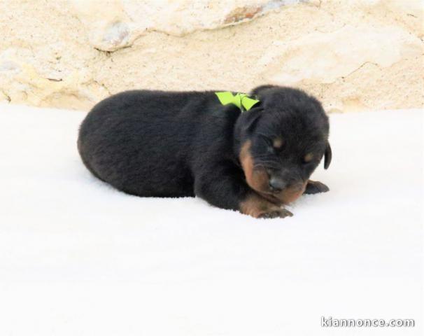 Chiot de race Berger de Beauce mâle