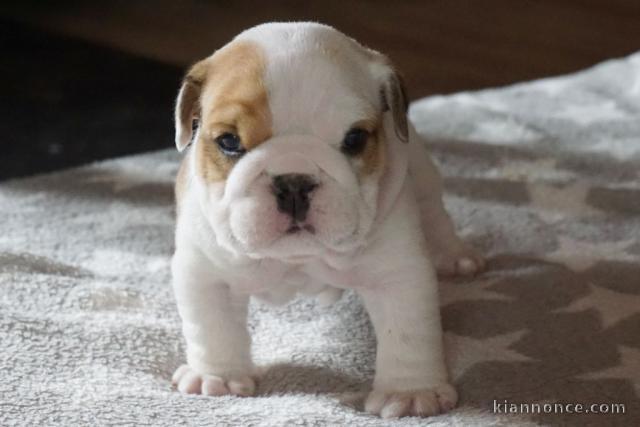 Magnifique Chiot  Bulldog Anglais