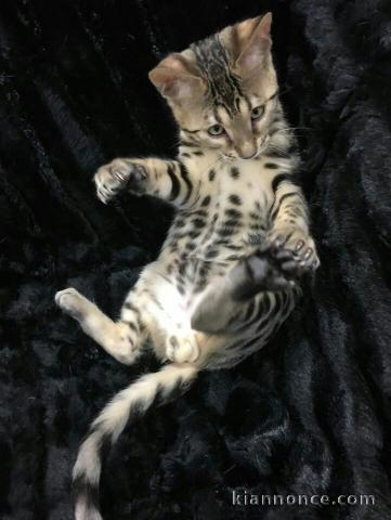 Chatons bengal disponibles