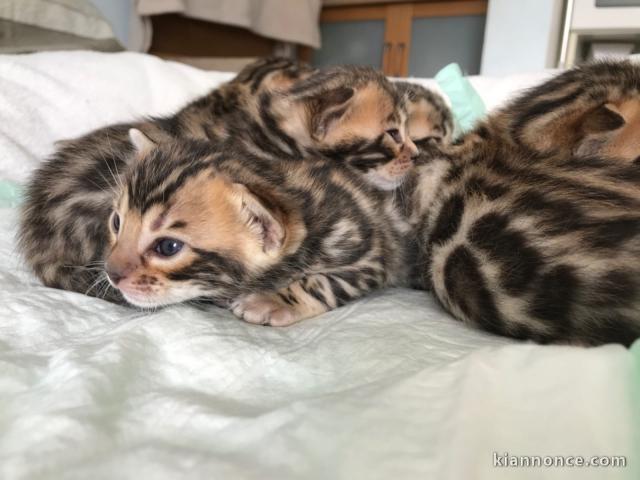 Jolis et Magnifiques chatons Bengal