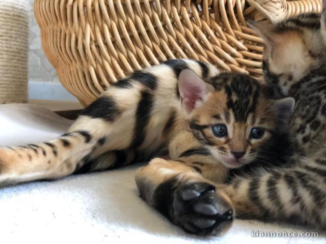 Trois chatons bengal contre bon soin