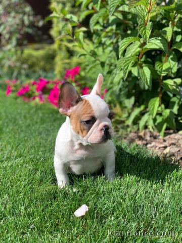 Bouledogue français 2 mâles / 1 femelle Nés le : 13 juillet 2020