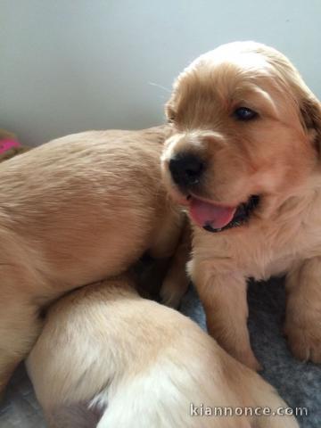 Magnifiques Chiots Golden Retriever