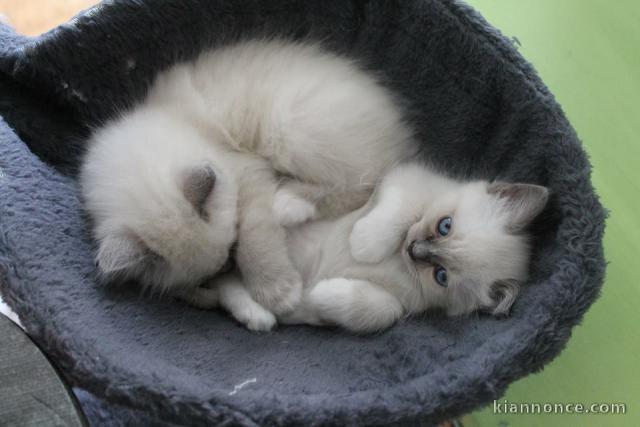 très beau chatons de race Sacré de Birmanie