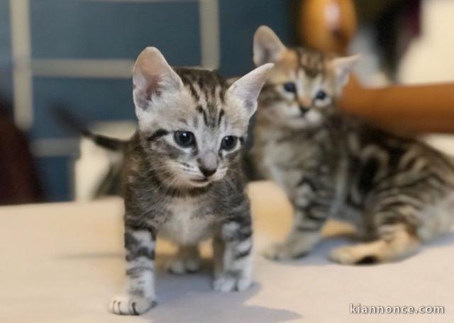 Adoption bengal LOOF 