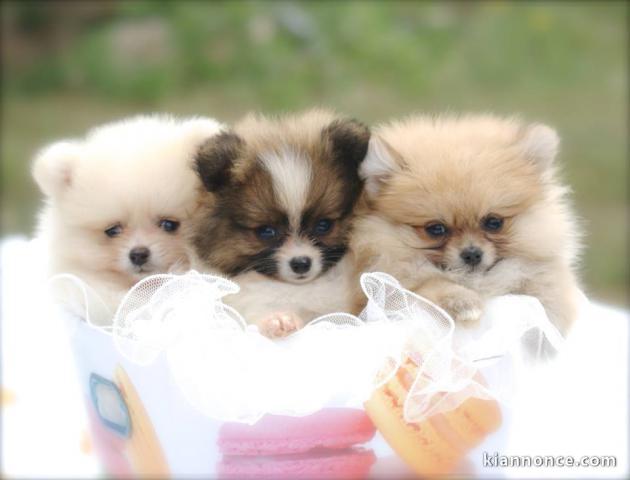 donne chiots spitz nain 