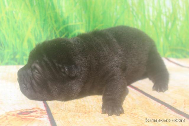 CHIOTS SHAR PEI LOF A DONNER 