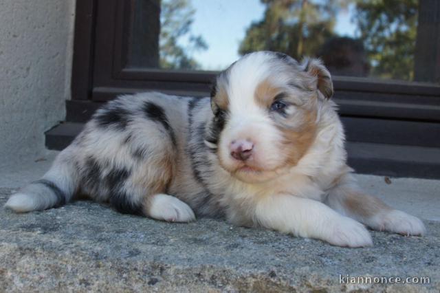 CHIOTS BERGER AUSTRALIEN POUR COPAGNIE 