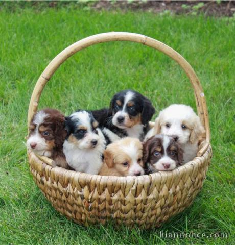 Magnifique chiots Mini-bernedoodle