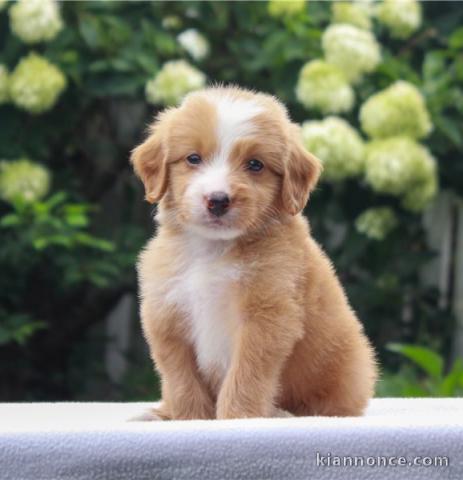 Magnifique chiots Mini-bernedoodle