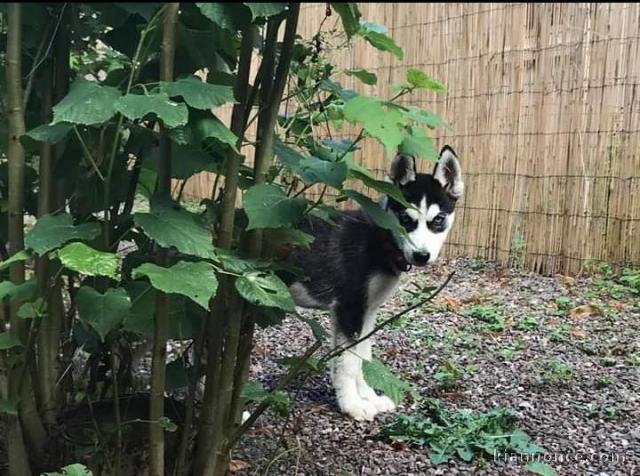 Chiots bébé husky sibérien mâle contre bon soin