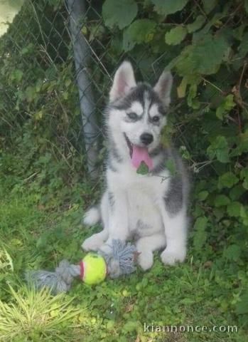 Chiots husky  pour adoption 