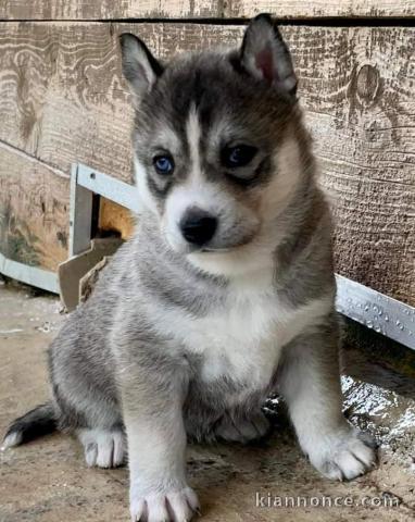 Mon champion husky contre bon soin