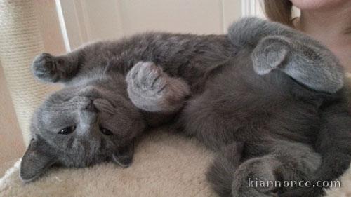 Chatons chartreux mâle et femelle