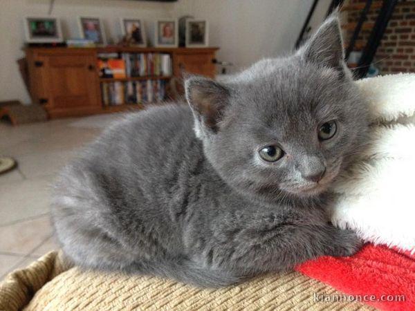 Chatons chartreux mâle et femelle