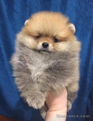 Nounou spitz nain pomeranian a donner