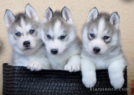 Magnifique Chiots Husky Sibérien disponible de suite 