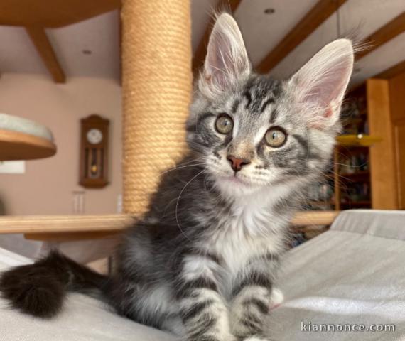 Adorables chatons maine coon