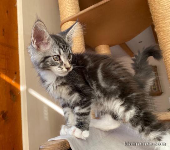 CHATONS MAINE COON MALE ET FEMELLE