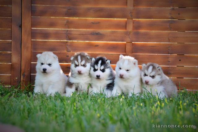 Donne chiots Husky Sibérien