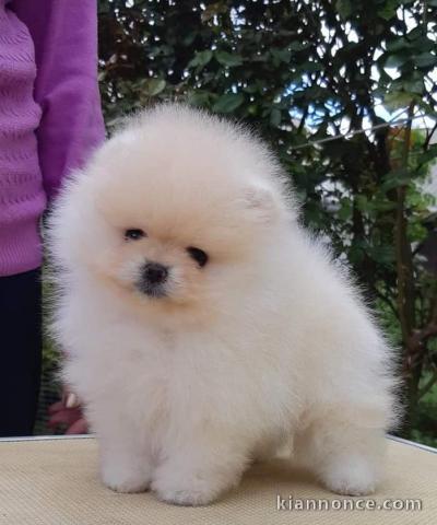 Disponible de suite magnifique chiots Spitz Nain Pomeranien 