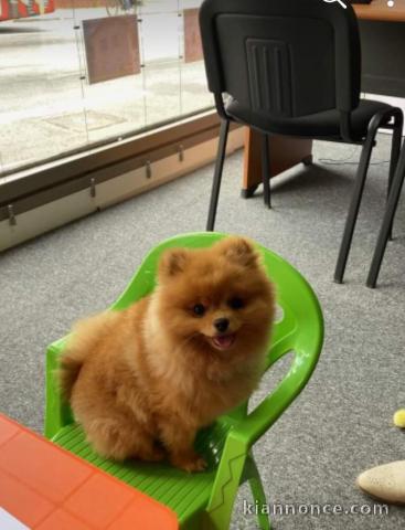 Disponible de suite magnifique chiots Spitz Nain Pomeranien 