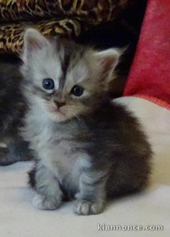 Bébés Chatons maine coon contre bon soin