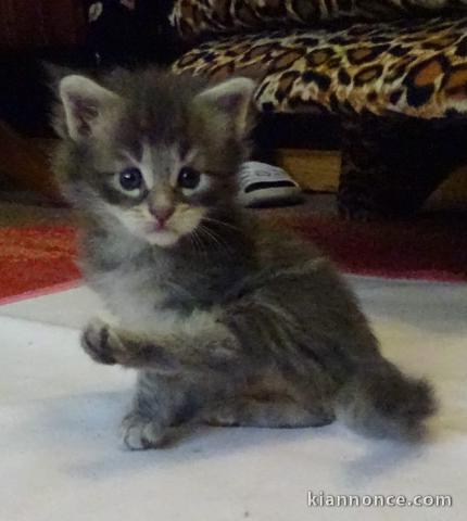 Bébés Chatons maine coon contre bon soin