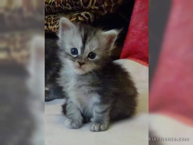 Bébés Chatons maine coon contre bon soin