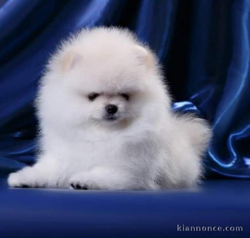 Disponible de suite magnifique chiots Spitz Nain Pomeranian 