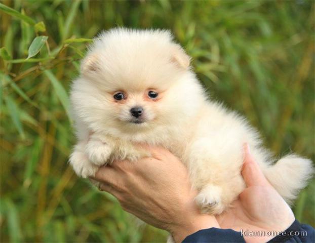 A donner Chiot spitz allemand femelle