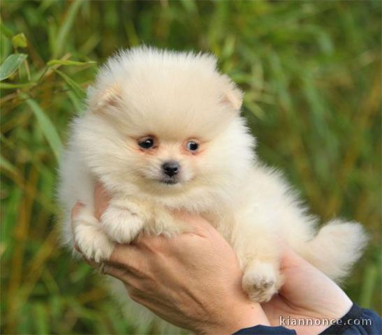 A donner Chiot spitz allemand femelle