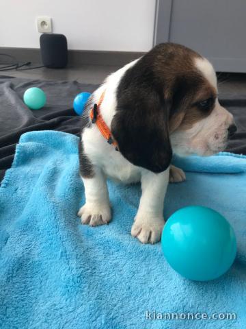 Portée Chiots Beagle POUR COMPAGNIE 