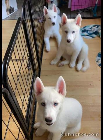 Disponible de suite magnifique chiots Husky Siberien 